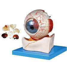 Eye Model